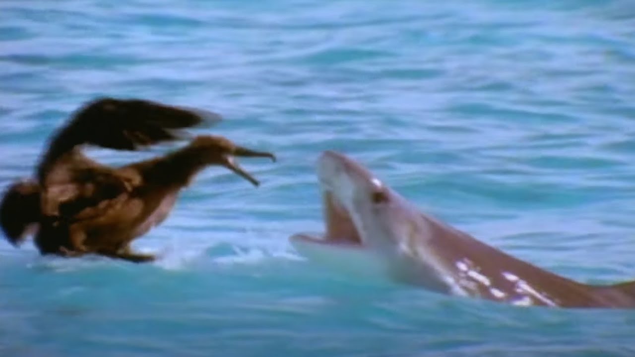 Тигровая акула: Океанские падальщики | Документальный фильм о дикой природе