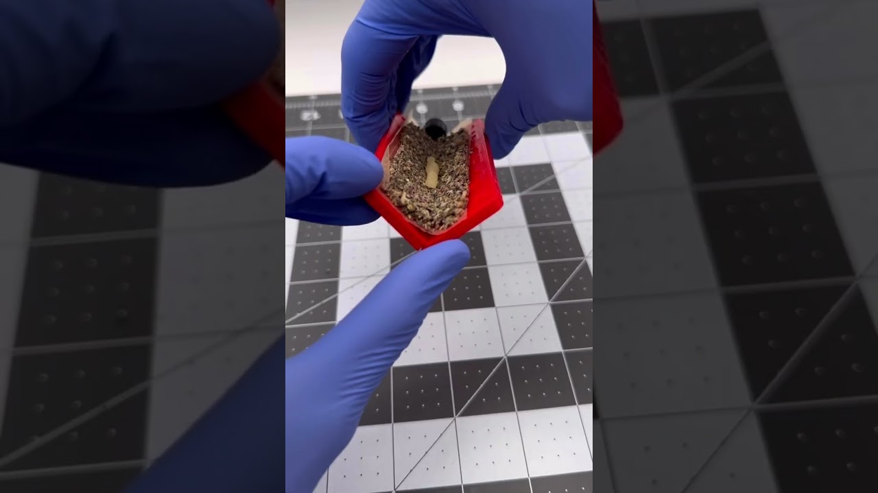 How to roll a hashhole like a pro using the third dimension dabs donut press w/ the NEW donut folder