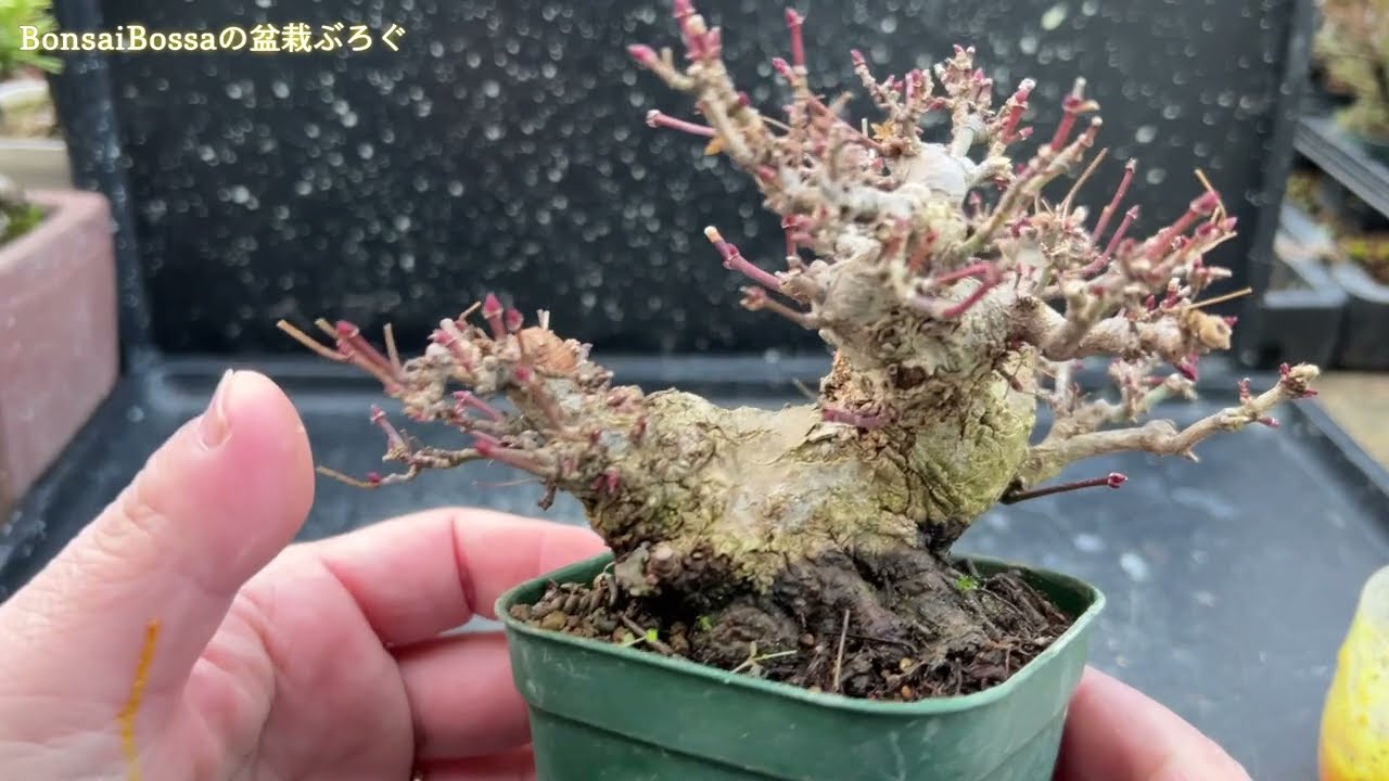 【YMJ】大宮大盆栽まつりで入手した山もみじ #盆栽 #bonsai