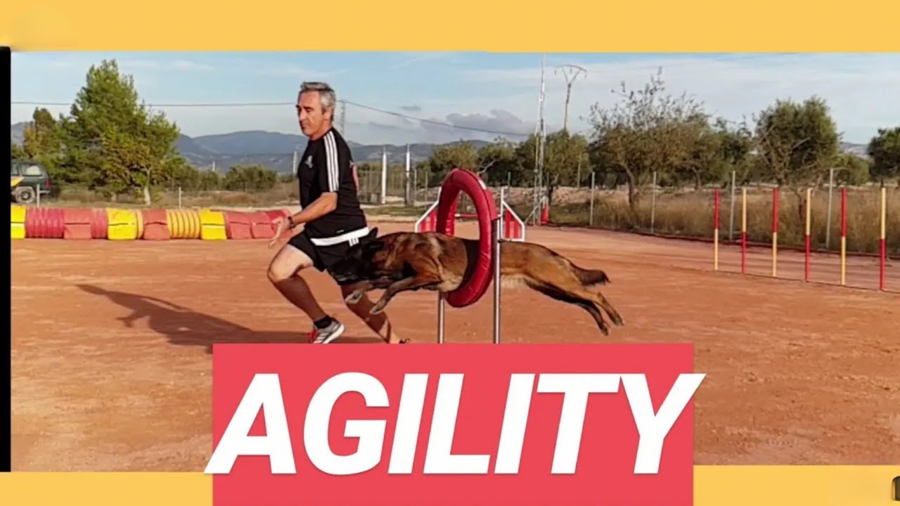 ➡ AGILITY 🐕 Sport and fun