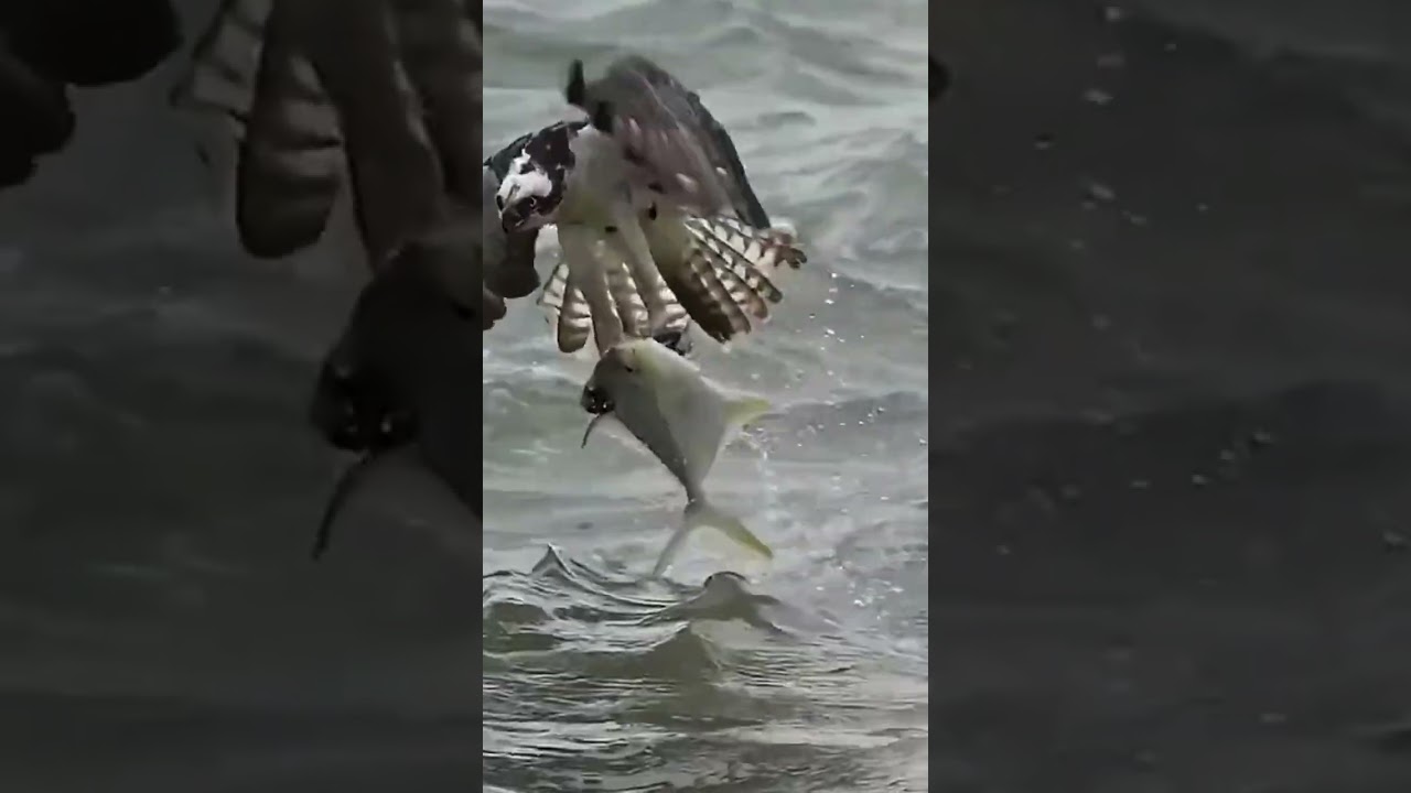 Osprey catches a Pompano from the beach 