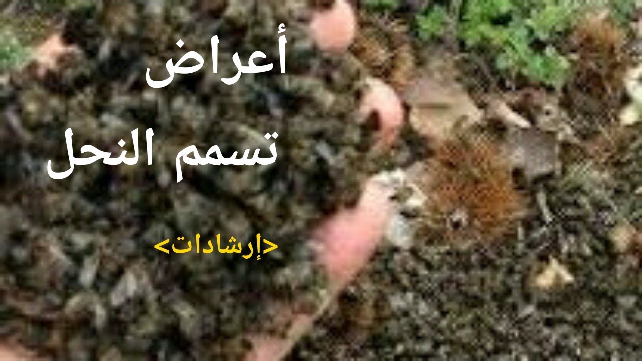 أعراض تسمم النحل إصطناعيا وطبيعيا-الحذر!!