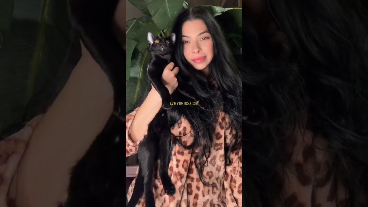 Melanistic Savannah cat | serval cat | black Savannah kitten