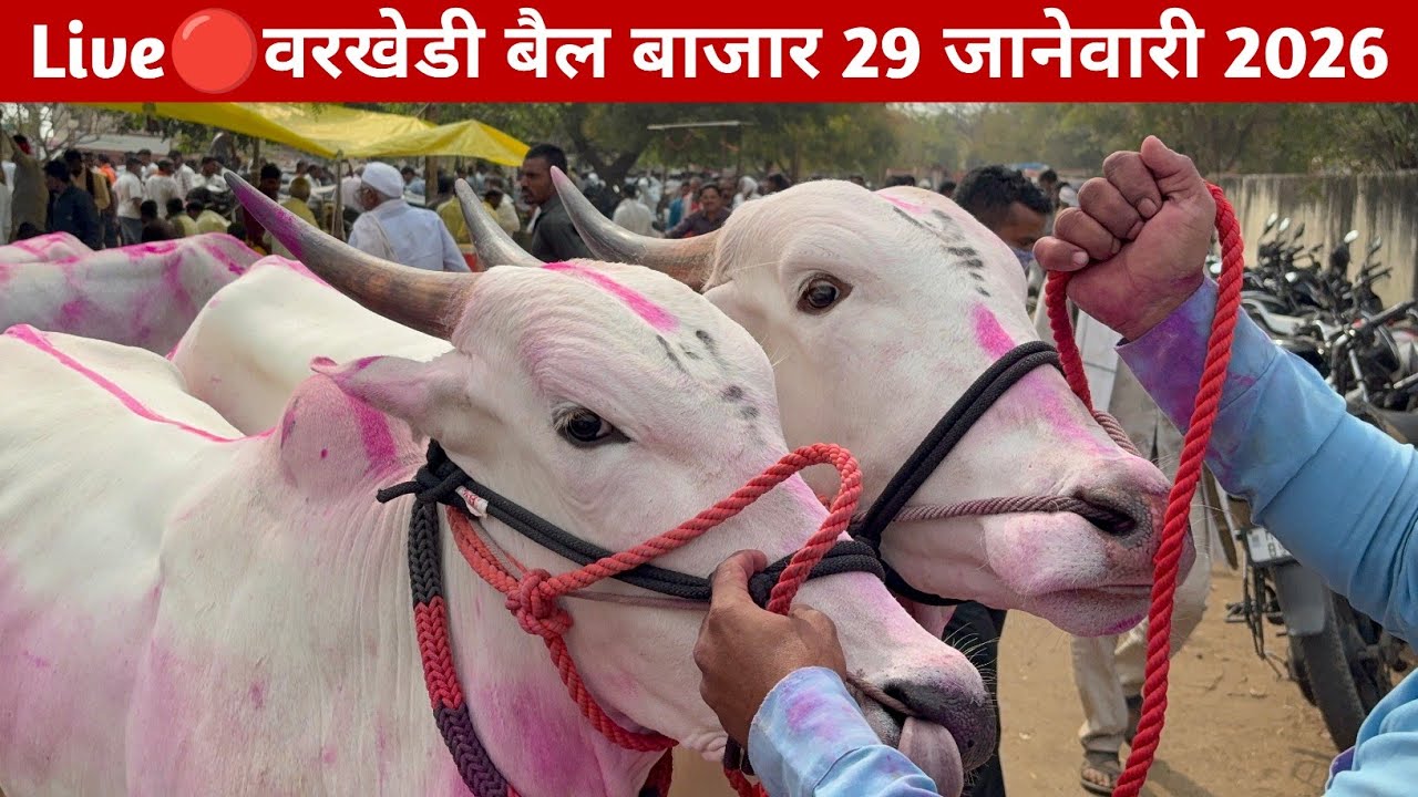 Live🔴 वरखेडी बैल बाजार | Varakhedi bail bajar 29 जानेवारी 2026