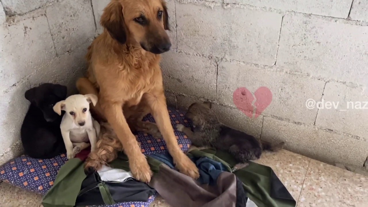 3 puppies abandoned on a main road. The ending is sad.