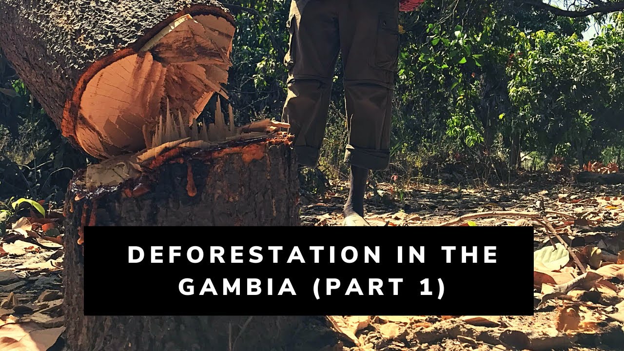 Deforestation In The Gambia (PART1) BABAO Foundation Mini Docu