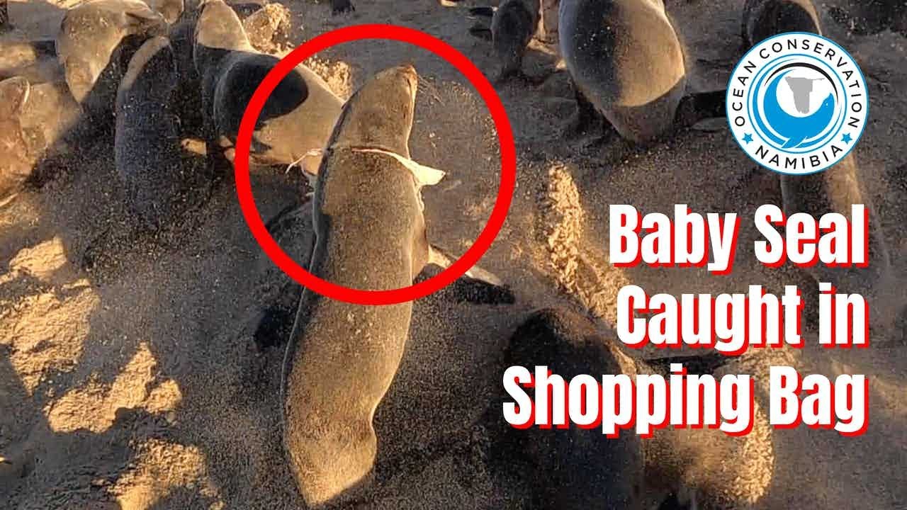 Baby Seal Caught in Plastic Shopping Bag