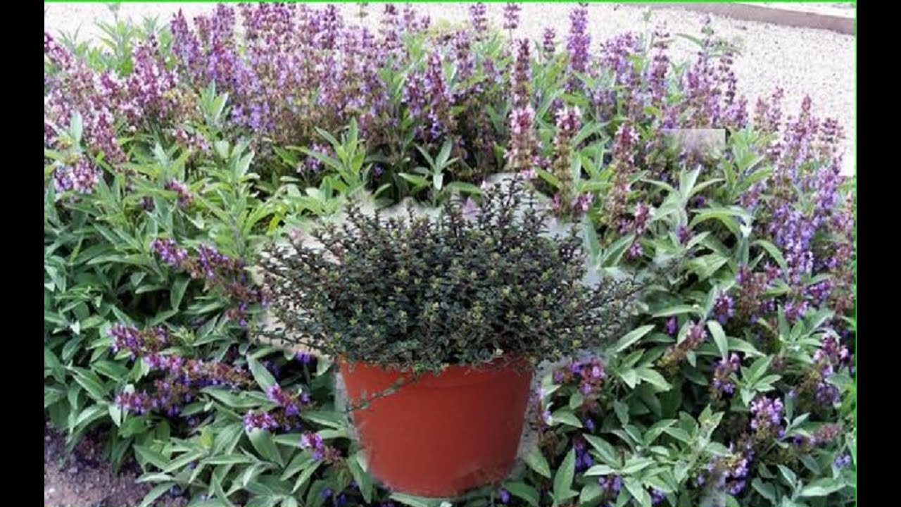 🌱✔️Ματζουράνα: Το βότανο με τις πολλές θεραπευτικές ιδιότητες!