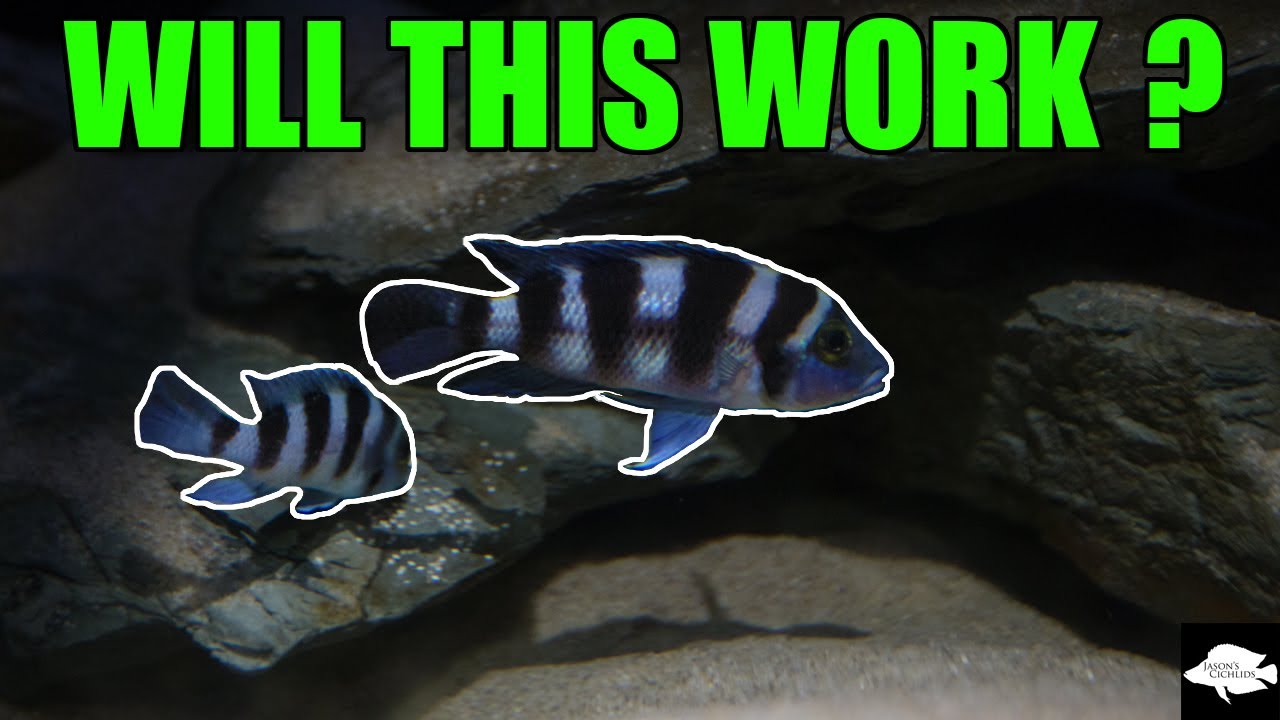 They spawned! Neolamprologus Tretocephalus