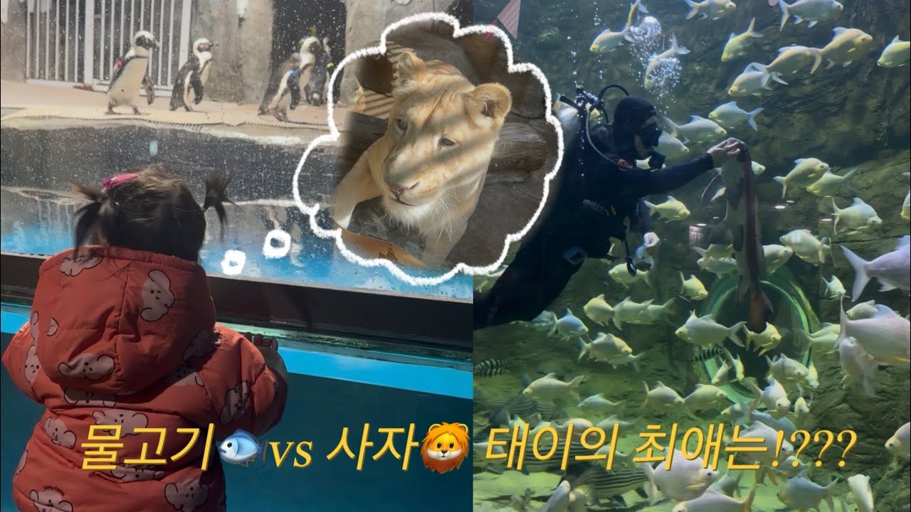 [vlog] 아쿠아리움에서 공포체험하기!??? ㅣ태이의 선택은 물고기🐟?vs사자🦁?