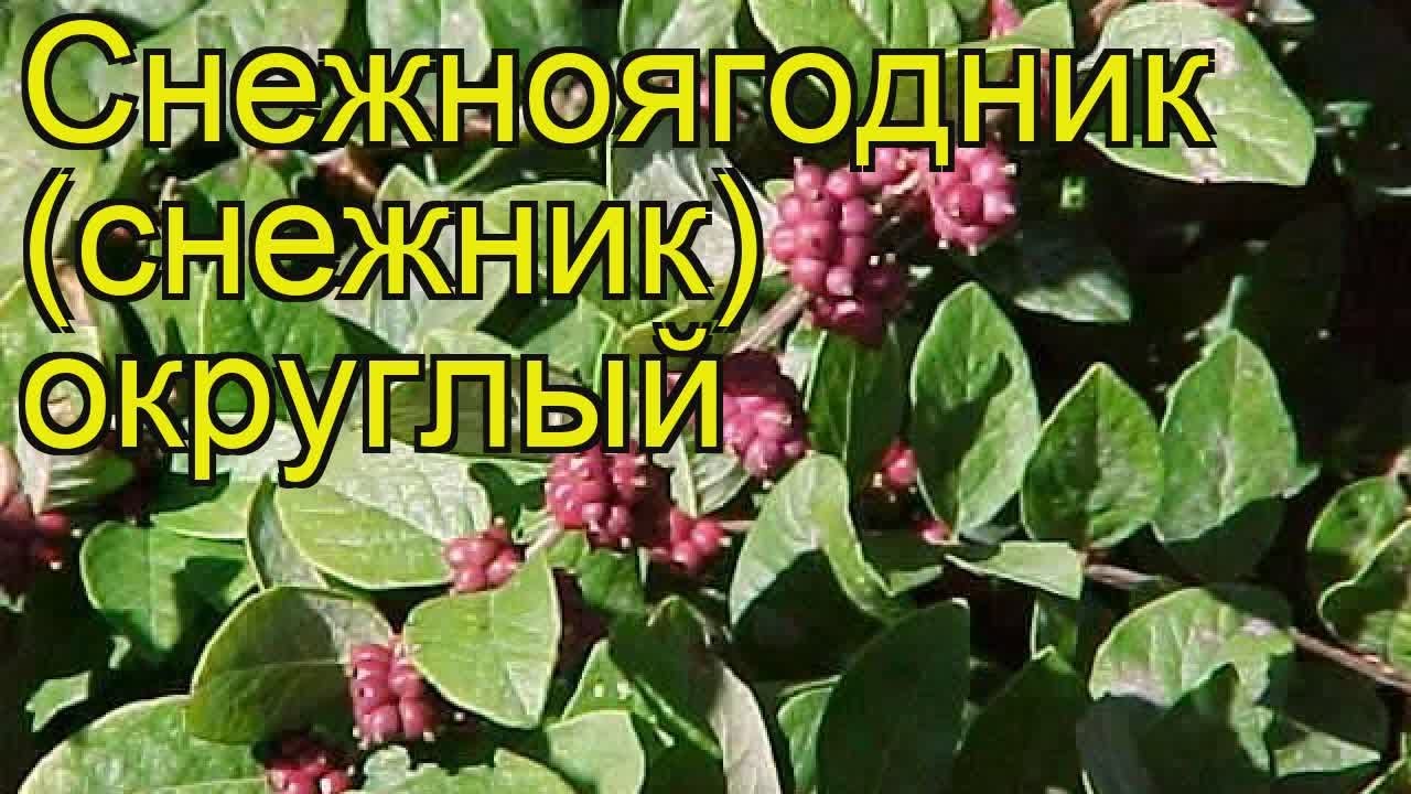 Снежноягодник округлый. Краткий обзор, описание характеристик symphoricarpos orbiculatus