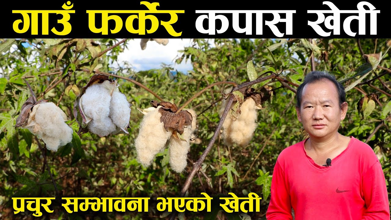 गाउँ फर्केर कपास खेती गरिरहेका देब - Cotton farming in Nepal | Dev Kumar Rai