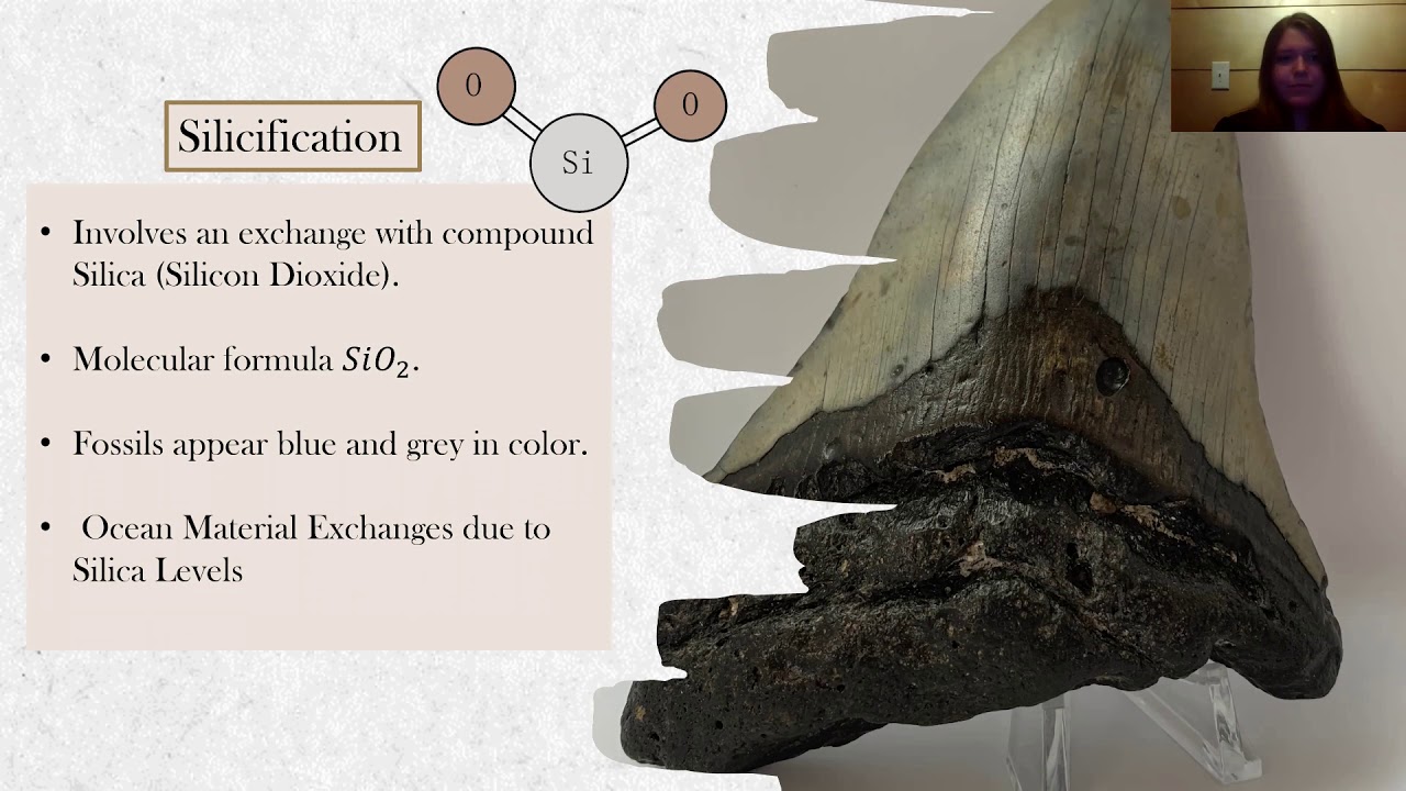 The Chemistry of Fossilization by Abbegail King