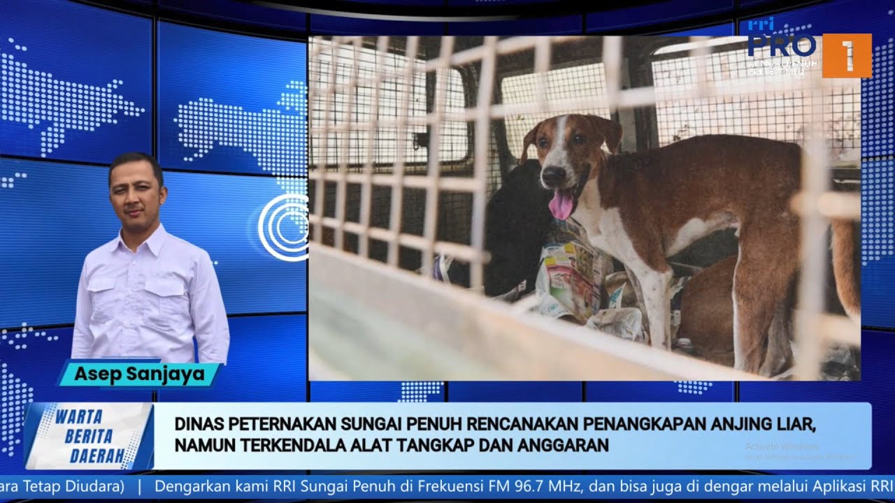[BERITA] WBD – Rencana Penangkapan Anjing Liar di Sungai Penuh Terhambat Anggaran..