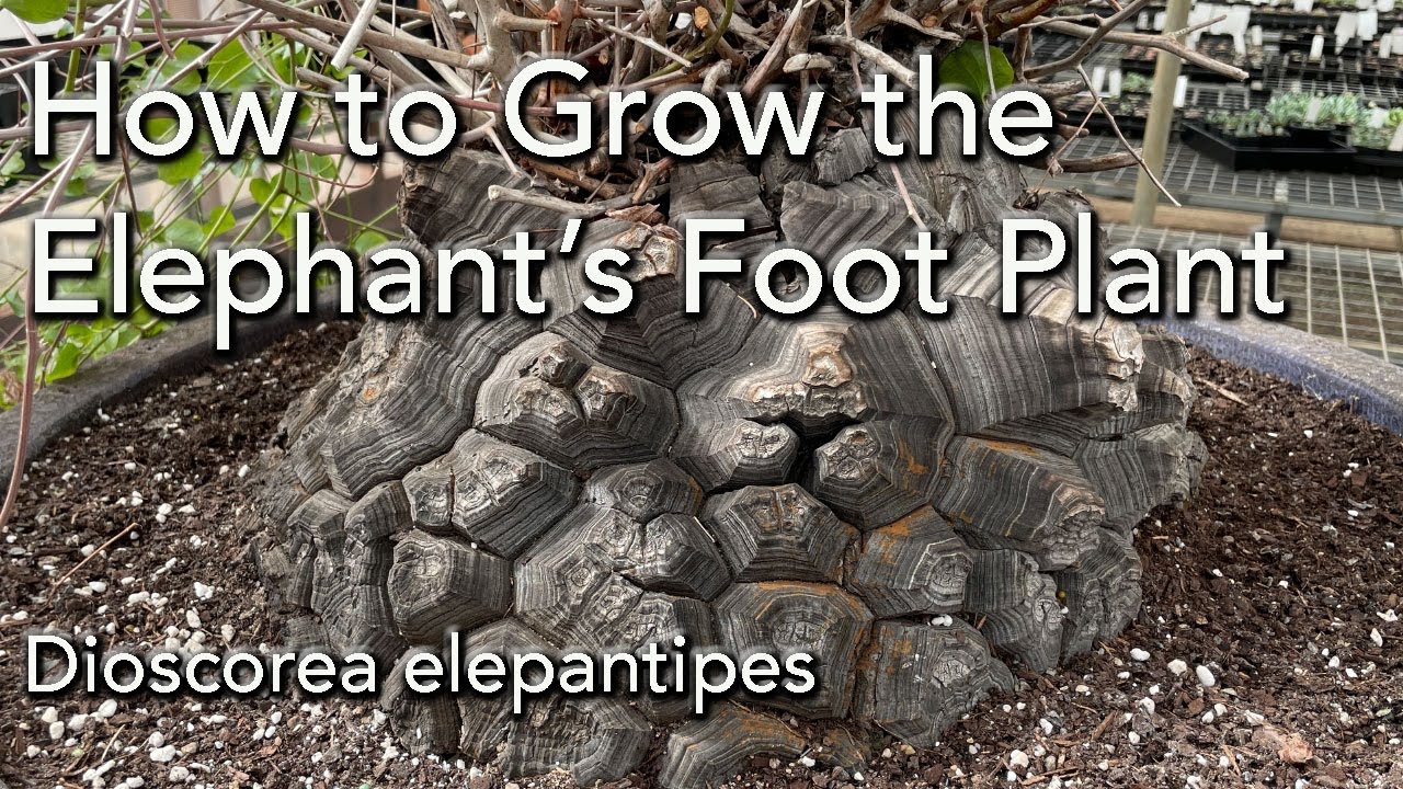 How to Care For AND Repot DIOSCOREA ELEPHANTIPES -  Elephant's Foot Plant