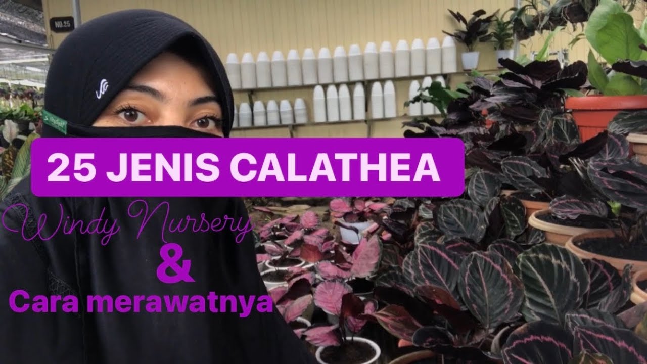 25 CALATHEA & CARA MERAWATNYA | WINDY NURSERY