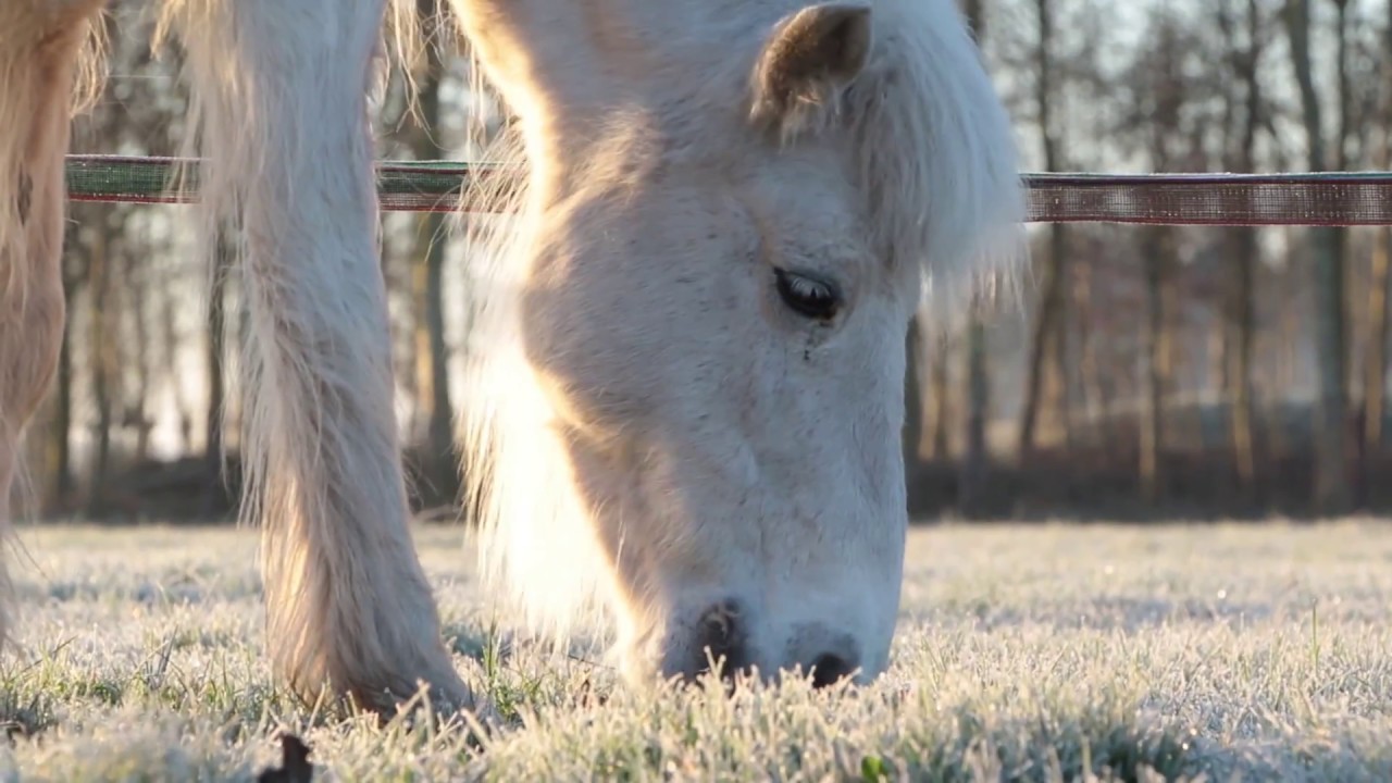 Gezelligheid bij Lálendi