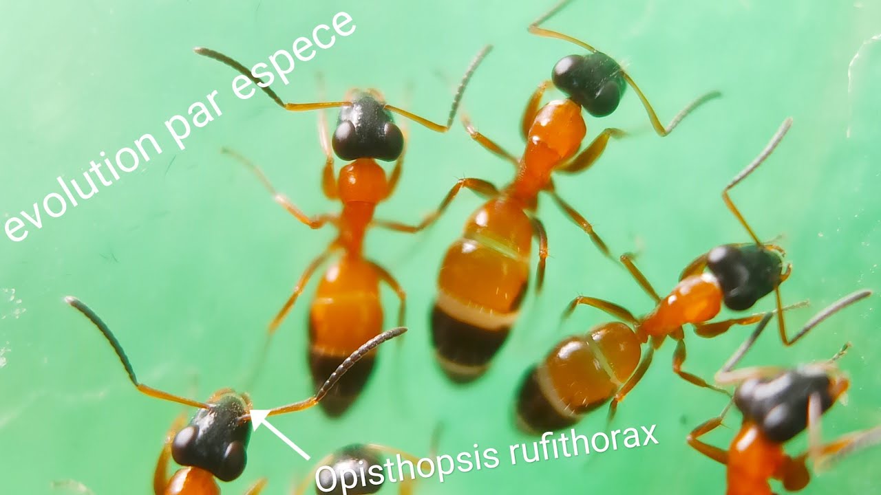 évolution depuis le début : Opisthopsis rufithorax