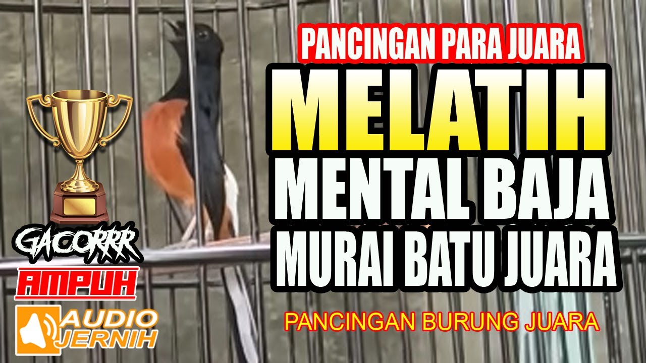 GARA-GARA MENDENGAR SUARA INI..MURAI BATU BERMENTAL BAJA