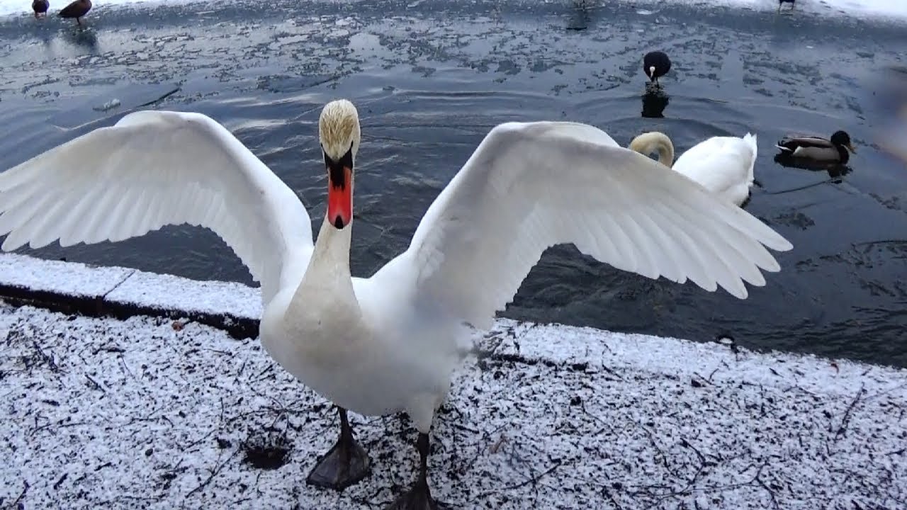Swans and Ice DON'T Mix