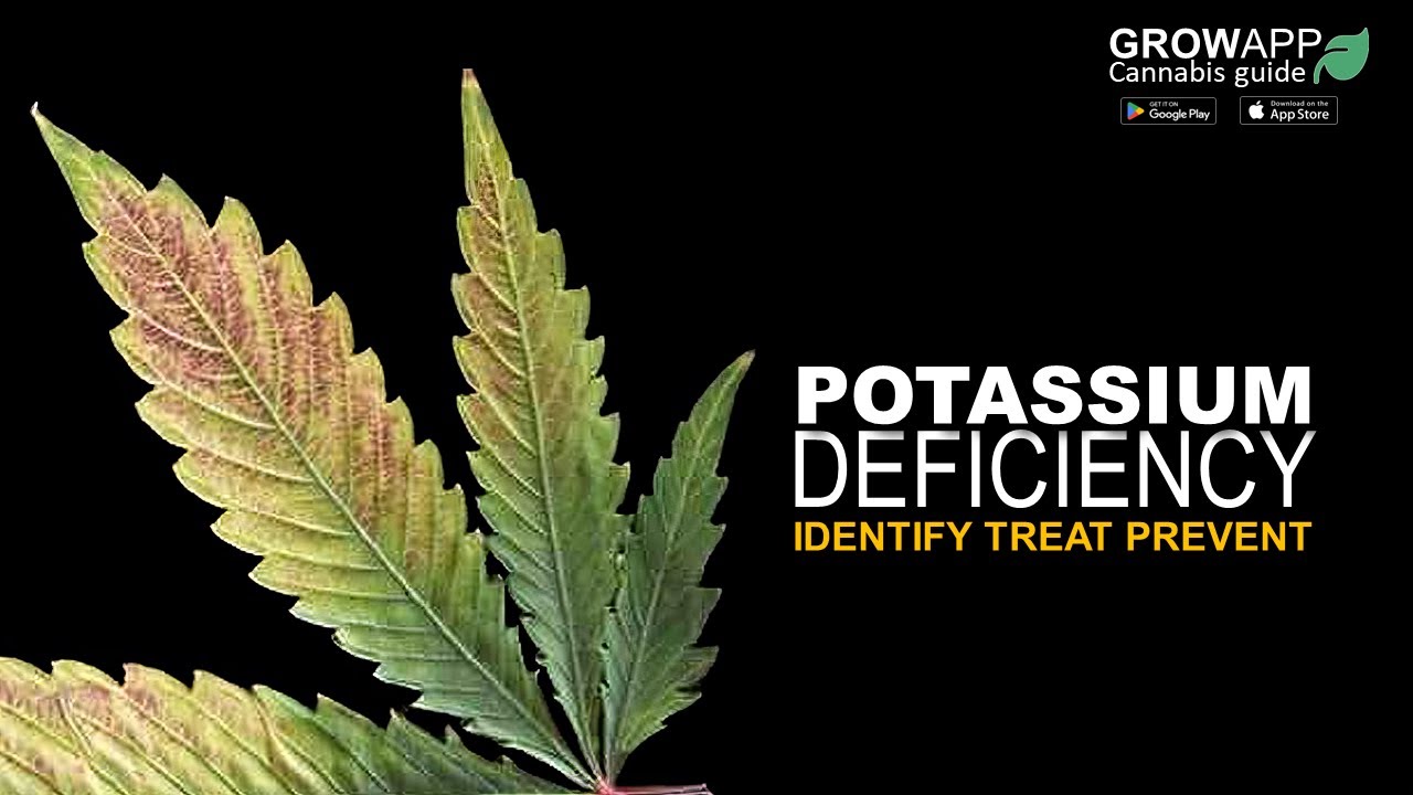 Potassium Deficiency | Identify, Treat, Prevent