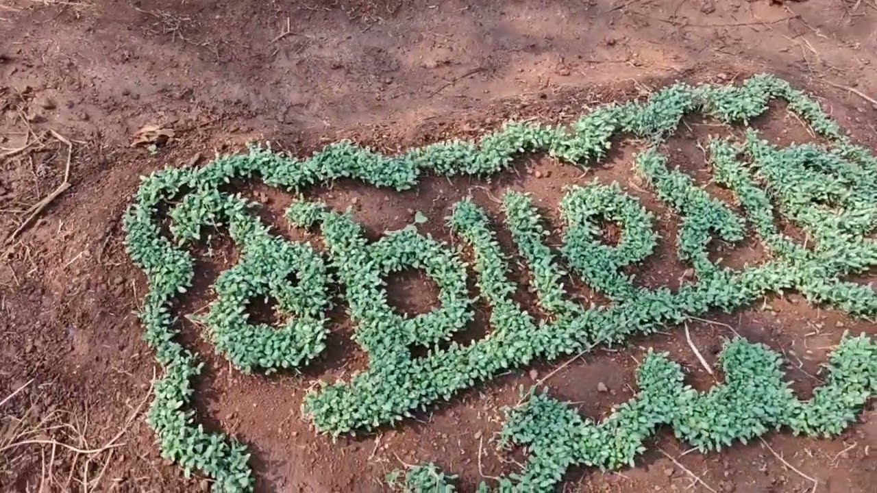 आमची परसबाग -बोरगाव नं.2 (भाग.१)