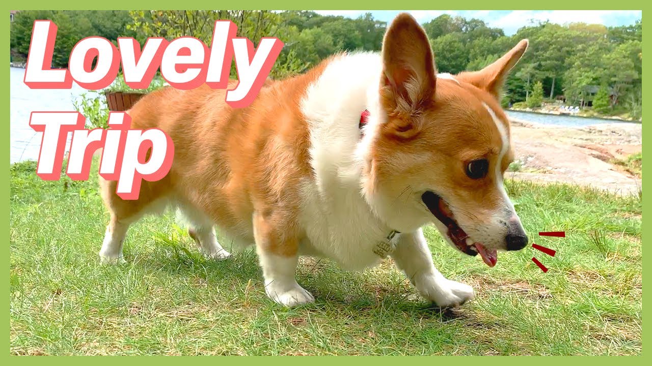 Corgi Dog Loves Camping! ❤️