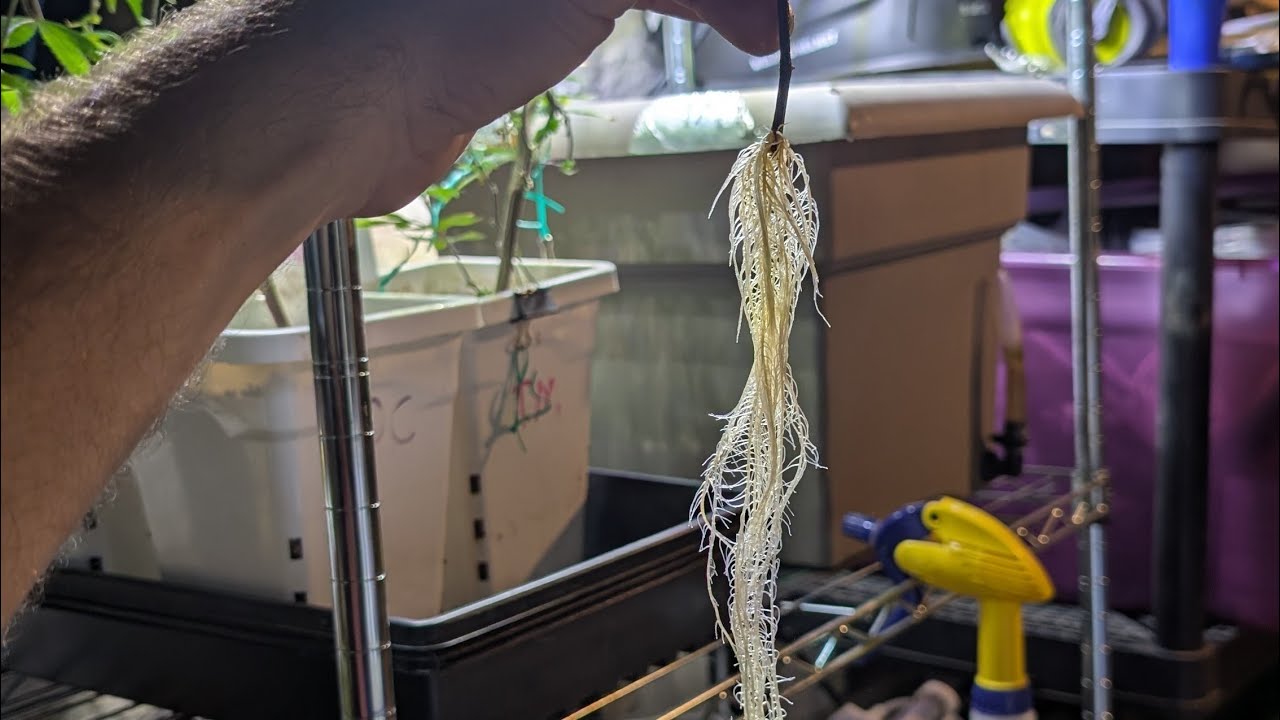 Cloning Cannabis and roots 