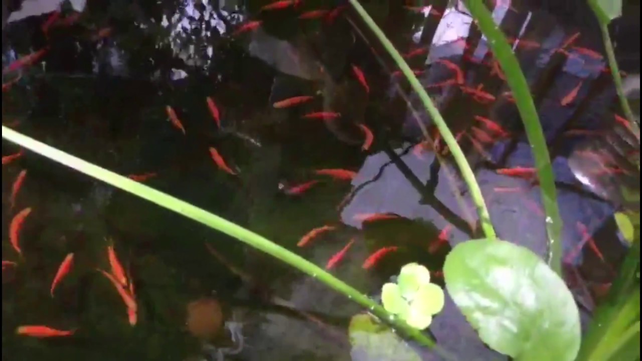 Red Zebra Danio (Danio Rerio) Freshwaster Fish in Aquatic Ponds