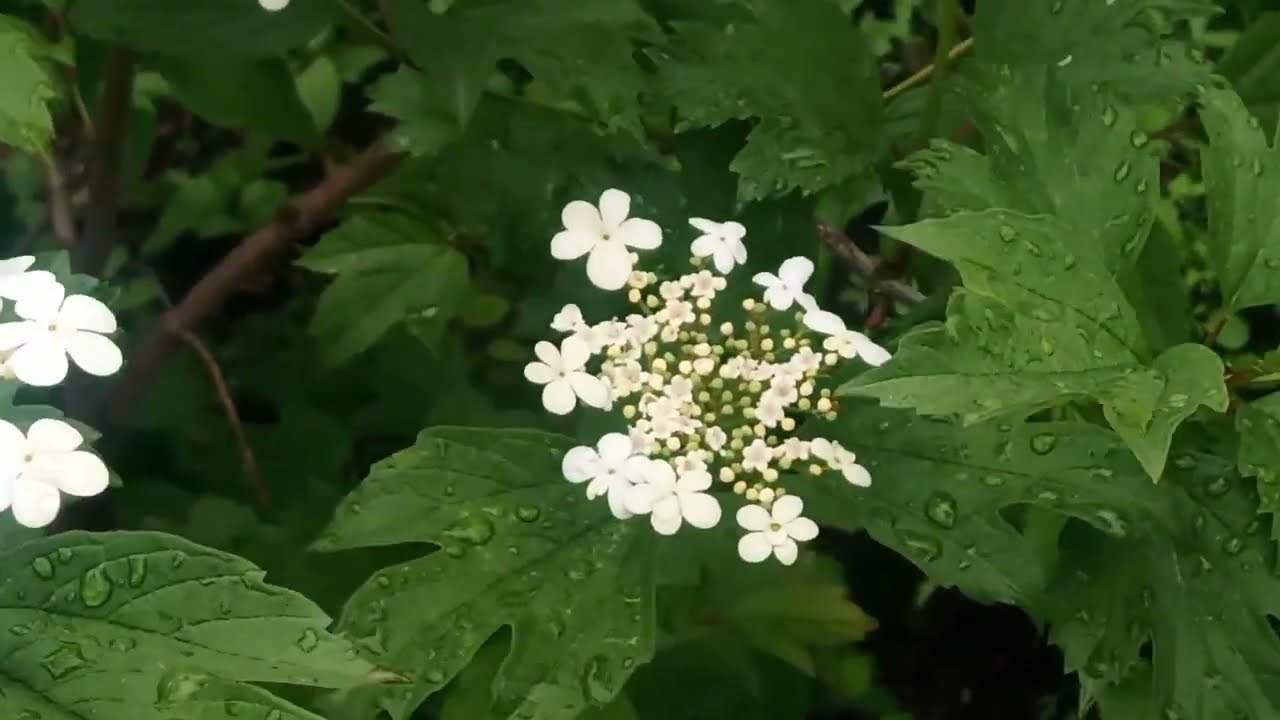 Хто вже скучив за літом?! Я вже чекаю тепла! Літо 2025 #українськесело