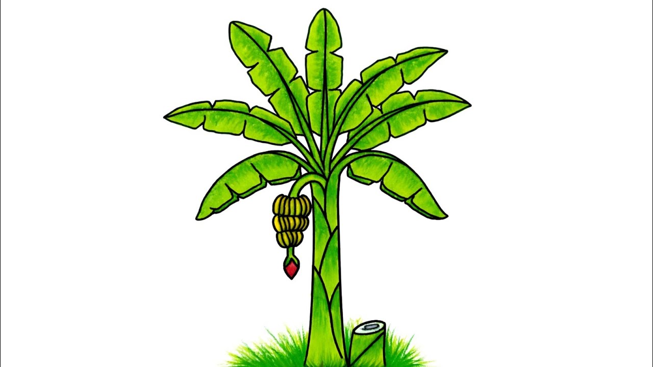 Banana tree drawing / how to draw banana tree easily / খুব সহজে কলা গাছ আকা শিখ