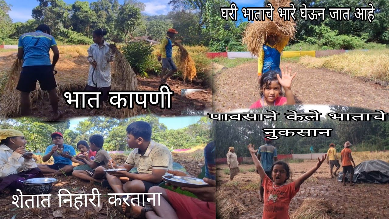 भात कापणीची मजा 🌾 | शेतातील निहारी आणि पावसामुळे झालेले नुकसान | गावातील जीवन vlog