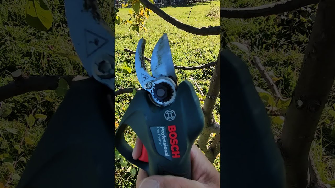 Bosch pro pruner in action. Foarfeca de grădină pro pruner în acțiune.