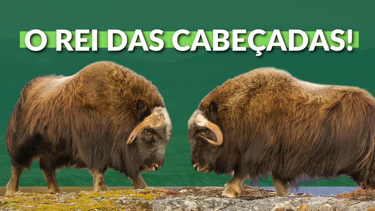 BOI-ALMISCARADO! VIVE NAS ÁREAS MAIS GELADAS DO MUNDO! É CAÇADO POR LOBOS E BRIGAM BATENDO A CABEÇA!