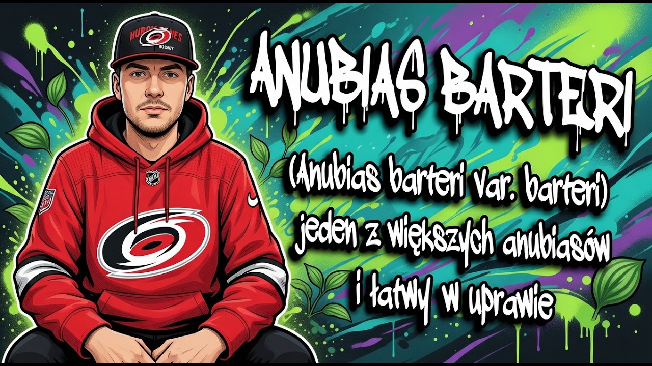ANUBIAS BARTERI (Anubias barteri var. barteri) jeden z większych anubias&oacute;w i łatwy w uprawie 💦
