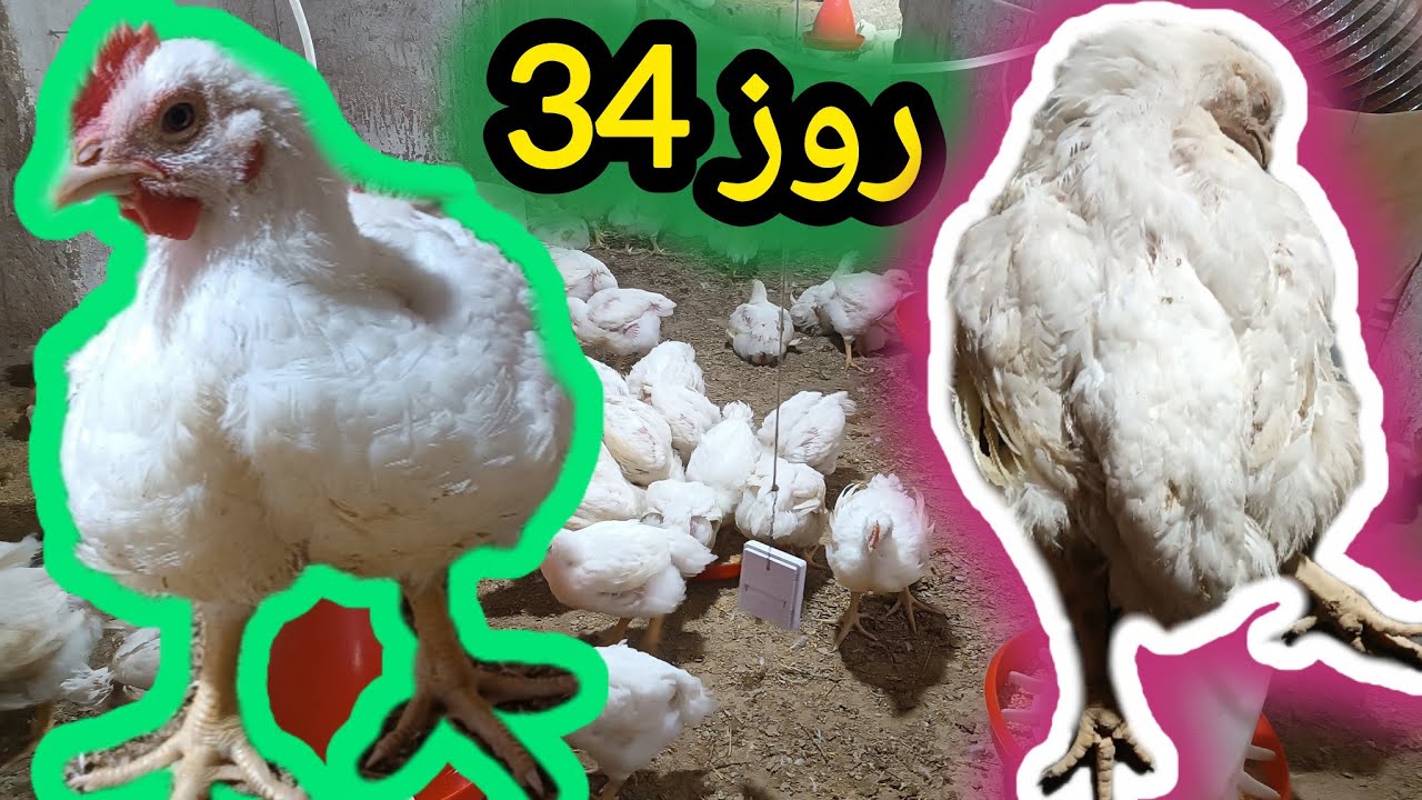 برونشیت و کوکسیدیوز با هم گرفته راهنمایی شما عزیزان رایگان 