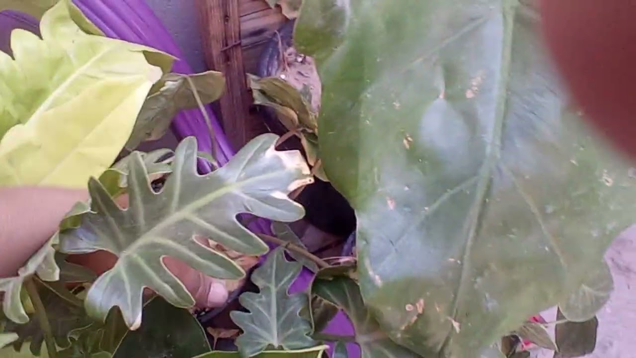 Jente 12 filodendro lindos da minha coleção 