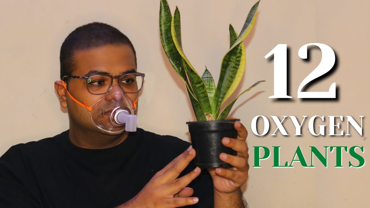 12 Best Plants to Increase Oxygen Levels in your Home