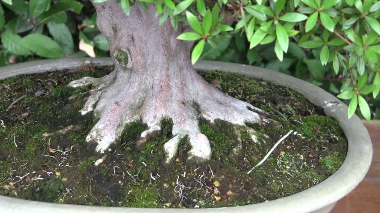 Bonsai collection, Botanical Gardens, Madrid