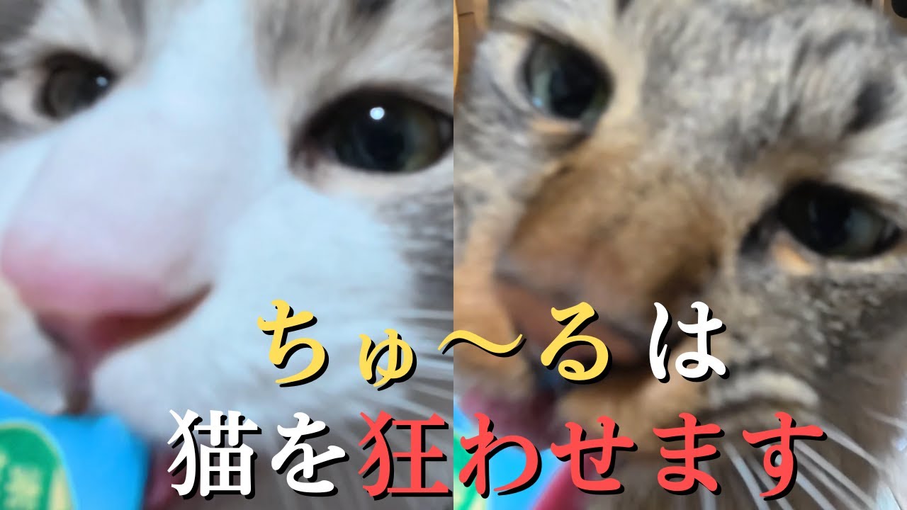 【ちゅ～るを食べる猫】猫パンチが止まらない！ちゅ～るの魔力
