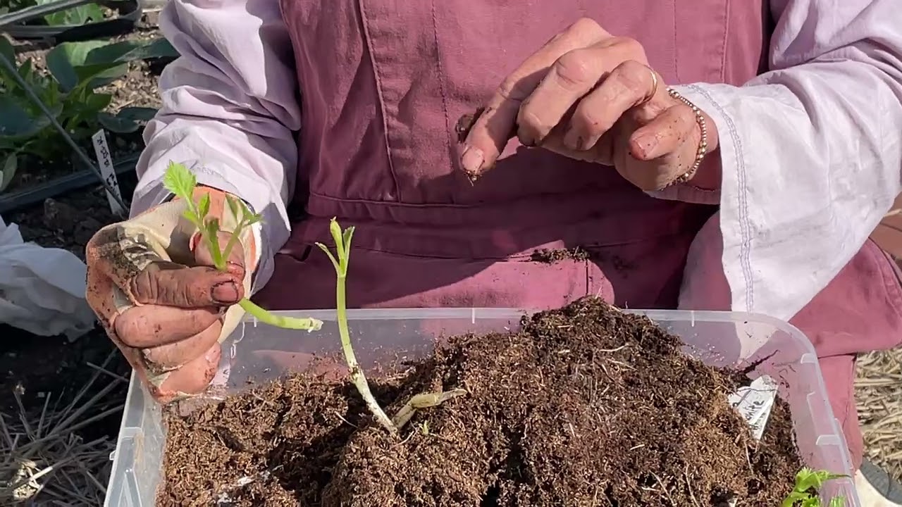237. Planting Tubers with Long Shoots.
