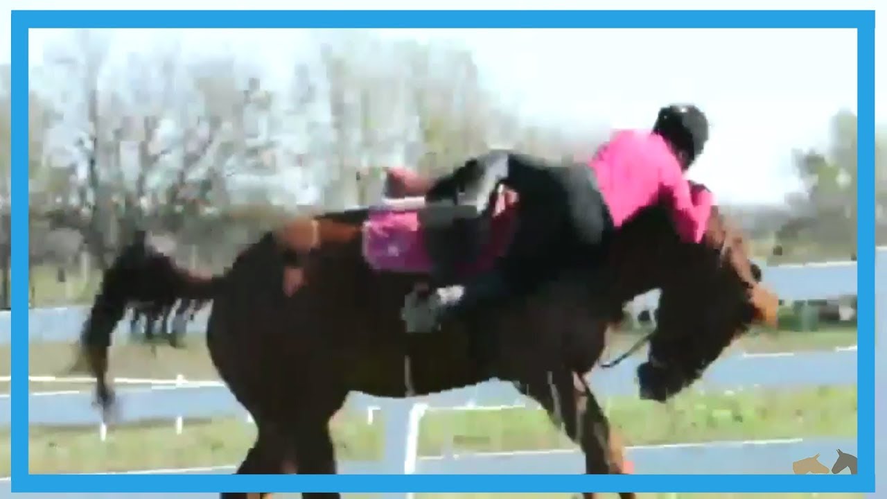 Paarden bloopers | Horse fails