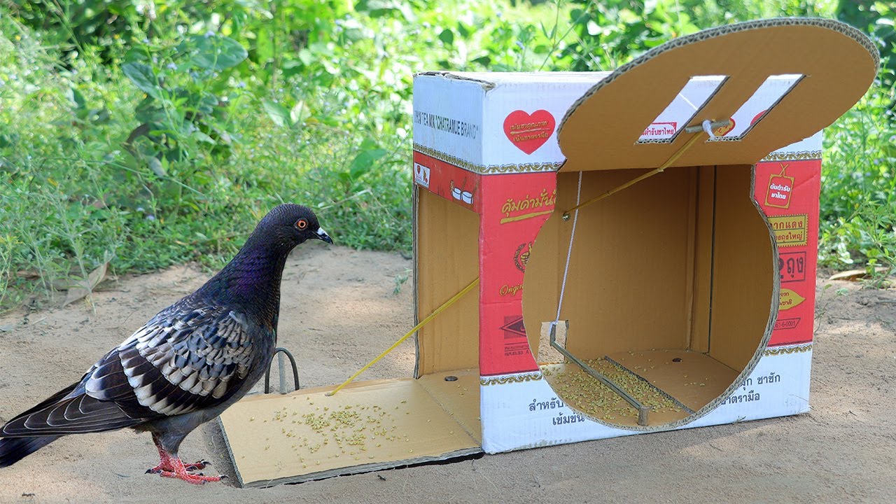 Best Easy Quick Pigeon Trap Using Cardboard Box - Always Creative New Trap