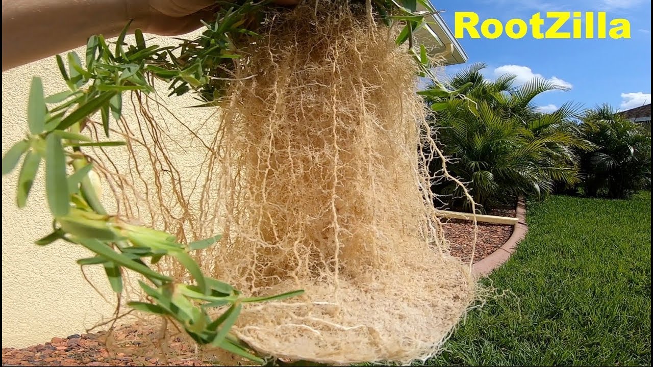Thick Stolons, Massive Roots, Weed Id | DIY Lawn Care Tips Spring