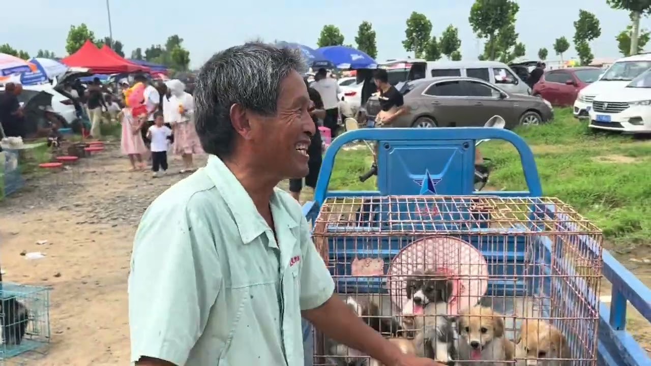哎哟我的天，简直不敢相信啊，柯基犬100一条，那还等什么？ #狗市 #柯基犬 #博美犬 #巴哥犬