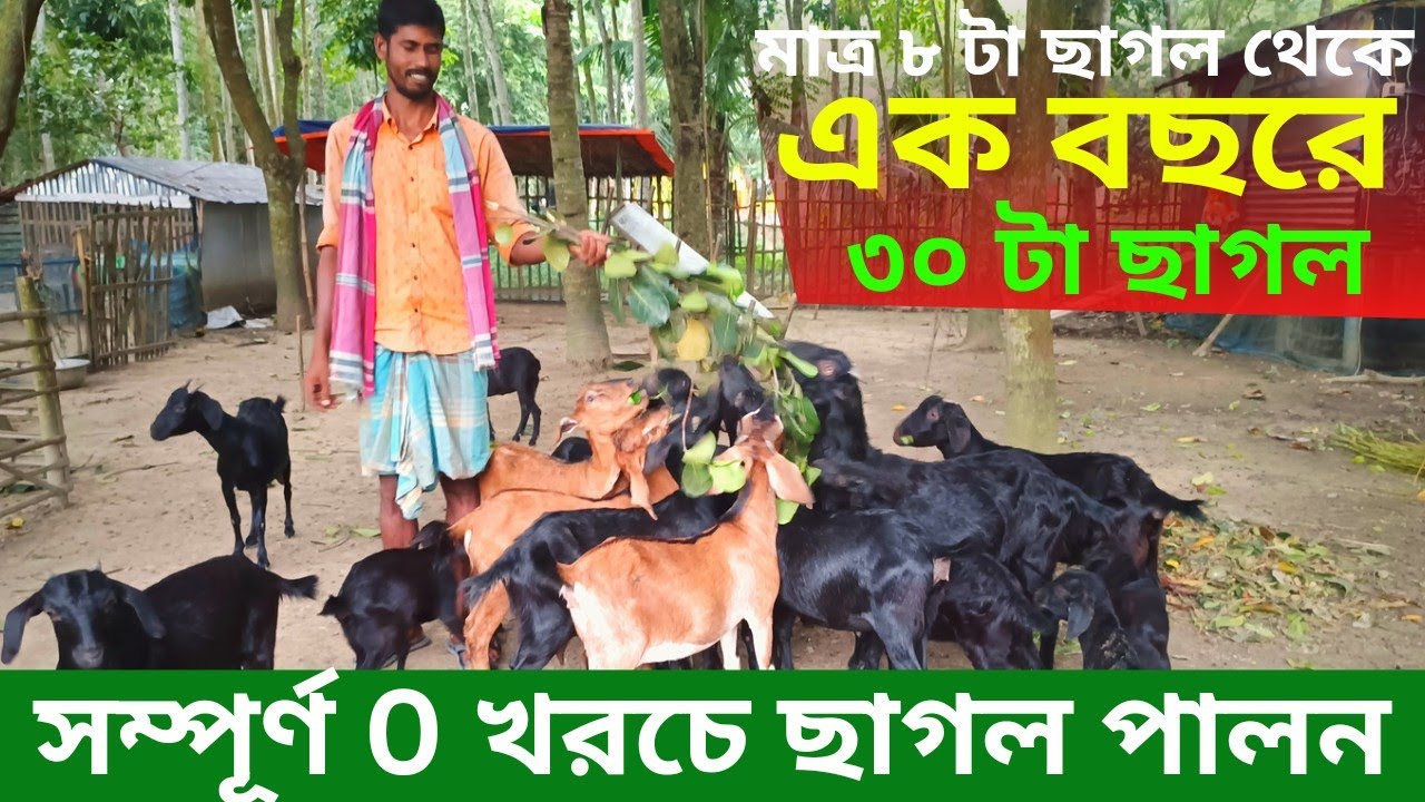 সম্পূর্ণ 0 খরচে ছাগল পালন। মাত্র ৮ ছাগল থেকে শুরু করে এক বছরে ৩০ টা ছাগল।Mr Farmer info.