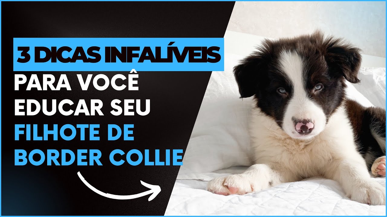 Filhote de Border Collie 🐾 3 dicas infalíveis para você educar por conta própria.