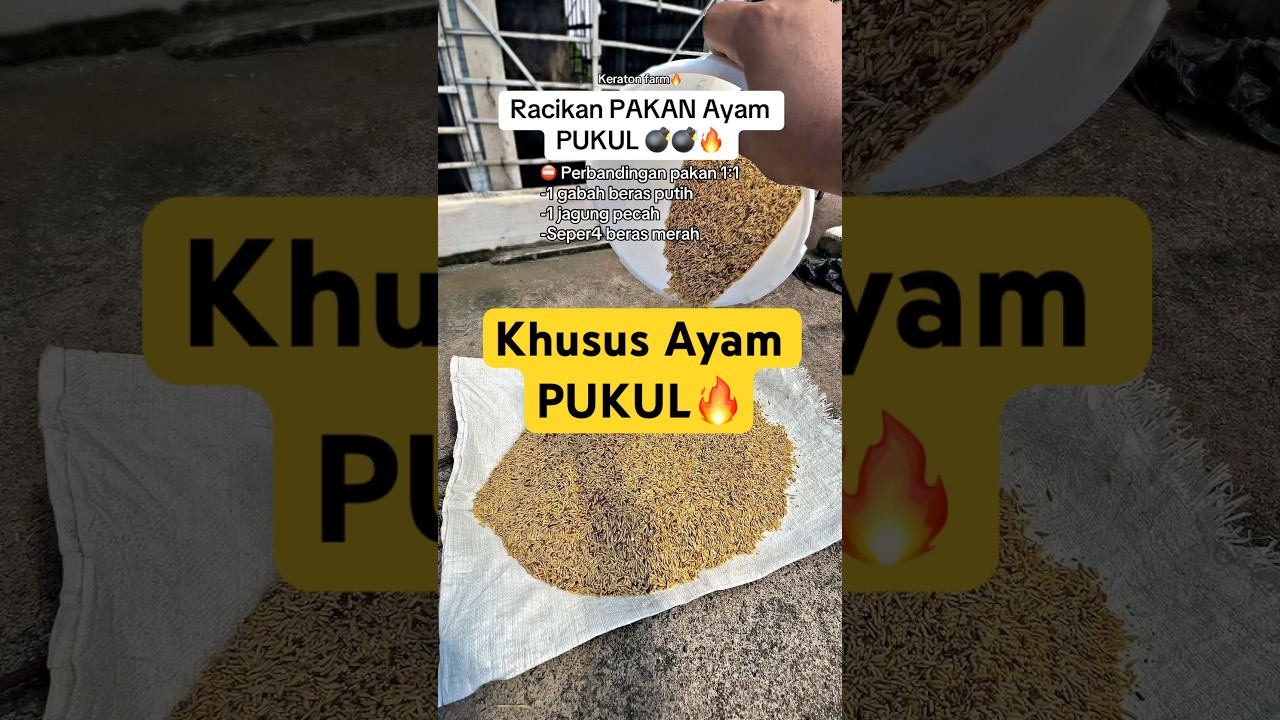 Racikan pakan khusus ayam pukul 🔥 #ayam #ayamberkualitas #ayambangkok #keratonfarm