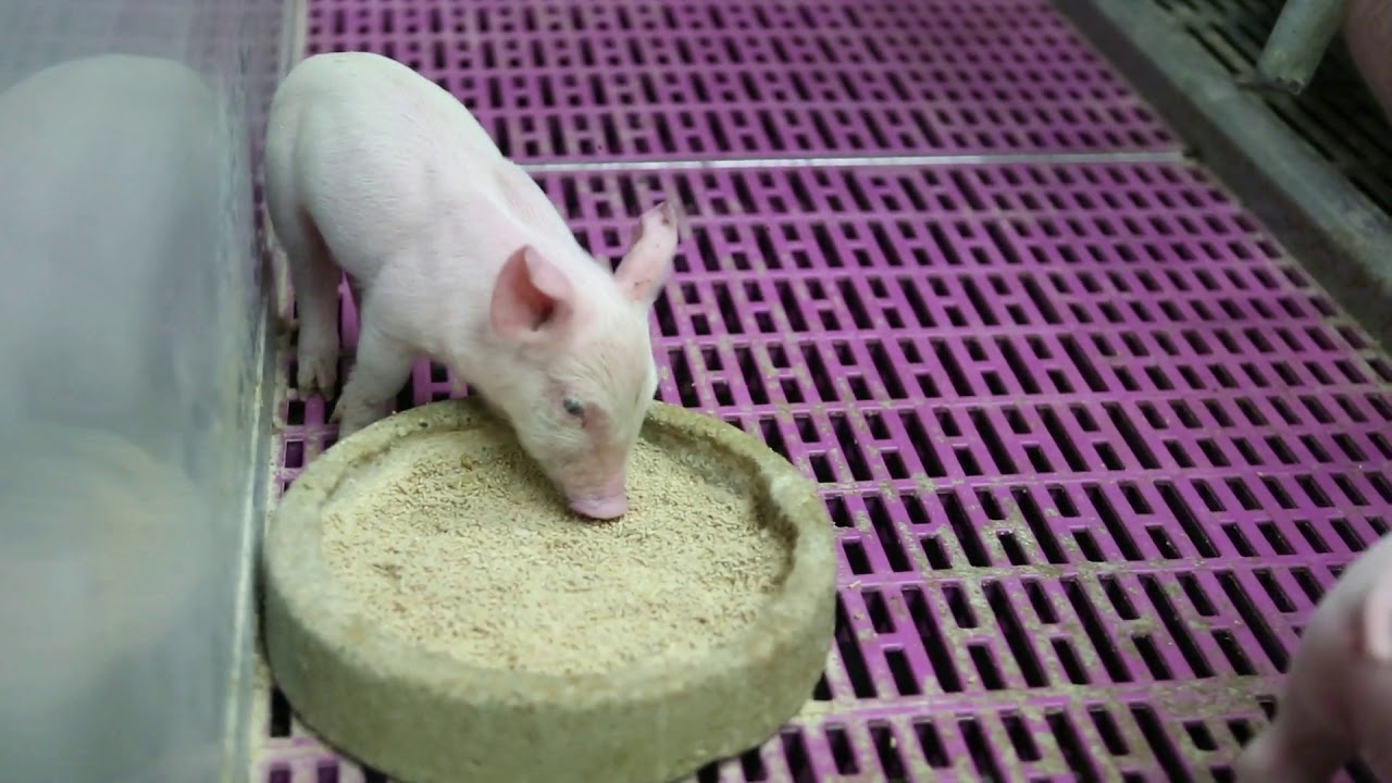 Visite de l'élevage de porcs de Vitrac