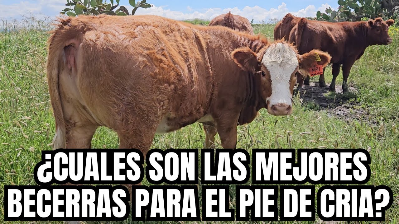 ¿Cuales son las MEJORES BECERRAS para el PIE DE CRIA? | PARIDORAS y MANTENIDAS |  RancheandoAndo